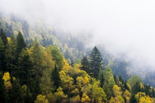 山林云雾间的斑斓秋色