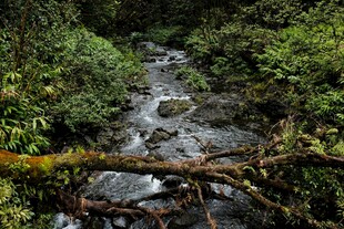 山间溪流穿林而过