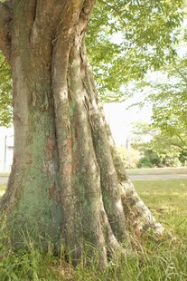 粗壮古树干与繁茂枝叶