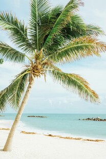 海边倾斜的椰子树美景