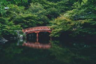 林中红桥映碧水