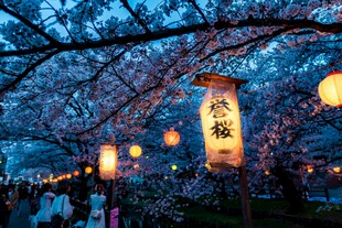 夜樱下的灯笼美景