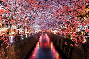 夜下烂漫樱花道