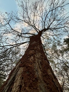 仰望参天巨树