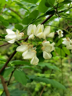 槐花