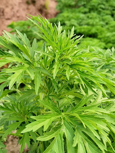 益母草