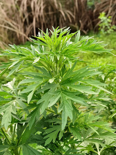 益母草