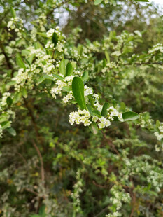 白花