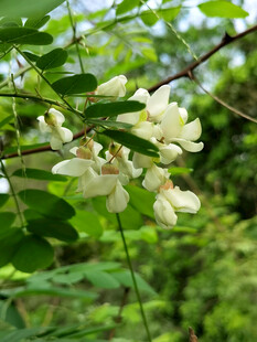 槐花