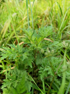 益母草
