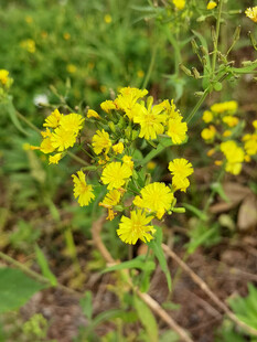 黄色小花