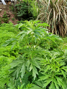 益母草