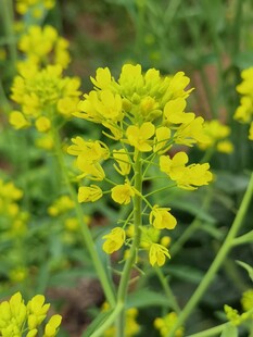 菜花