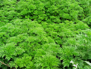 益母草