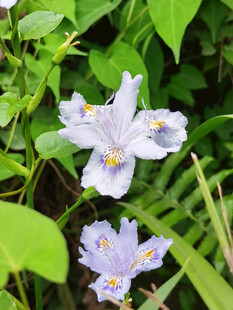 兰花