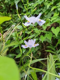 兰花