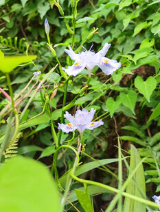 兰花