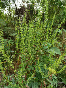 野草