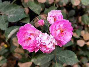 粉色月季花