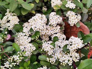 白色花团