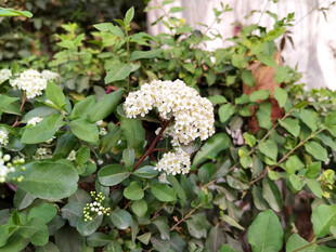 白色小花