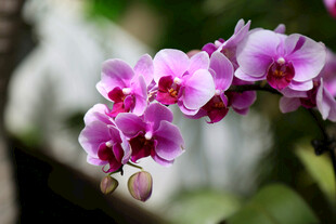 蝴蝶兰 