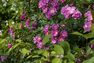 绽放的紫色鲜花