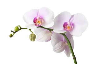 优雅白色蝴蝶兰绽放