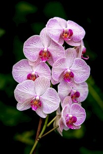 粉紫蝴蝶兰绽放
