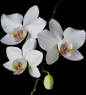 白色蝴蝶兰特写