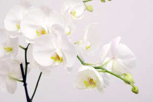 优雅白色蝴蝶兰绽放