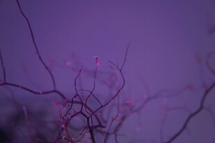 紫幕下的纤柔花枝