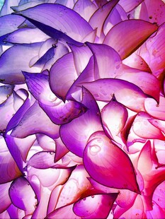 梦幻多彩抽象花瓣纹理