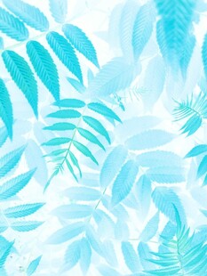 清新蓝调热带植物背景图