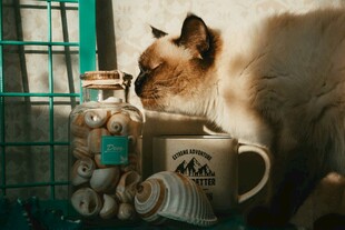 猫咪嗅探杯旁毛线球