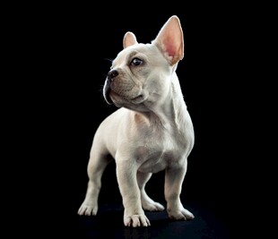 白色法国斗牛犬站立瞬间