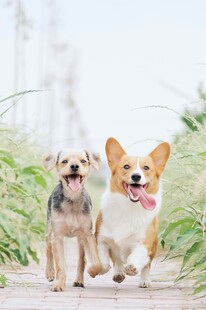 两萌犬欢快奔跑在路上