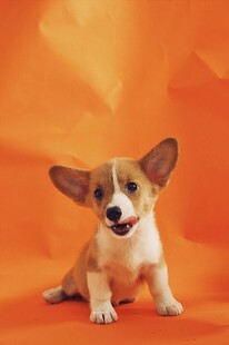 可爱柯基犬坐于橙色背景