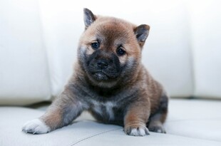 可爱幼犬安静趴坐