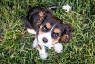 草地上的可爱小猎犬