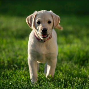 可爱拉布拉多幼犬在草地