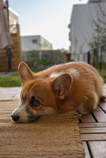 趴着的柯基犬