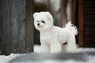 雪地中的白色可爱小萌犬
