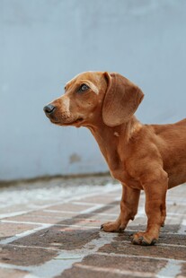 可爱腊肠犬户外站立
