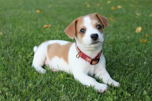 草地上的可爱小猎犬