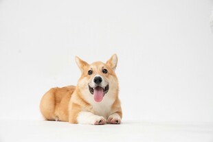 可爱柯基犬趴坐卖萌