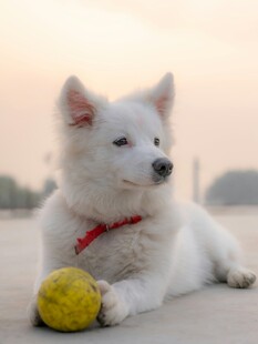 白狗抱黄球惬意休憩