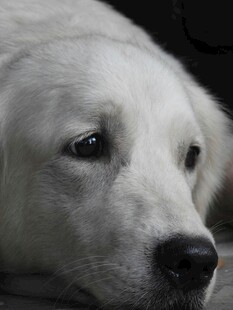 忧郁白犬特写