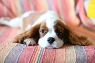 趴卧的可爱查理王小猎犬