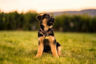 草地上的帅气德国牧羊犬